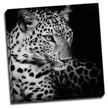 Black Leopard Head Framed Canvas Photo Wall Art Print Square Blue eye