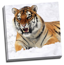Tiger in the Snow Framed Canvas Photo Wall Art Print Square
